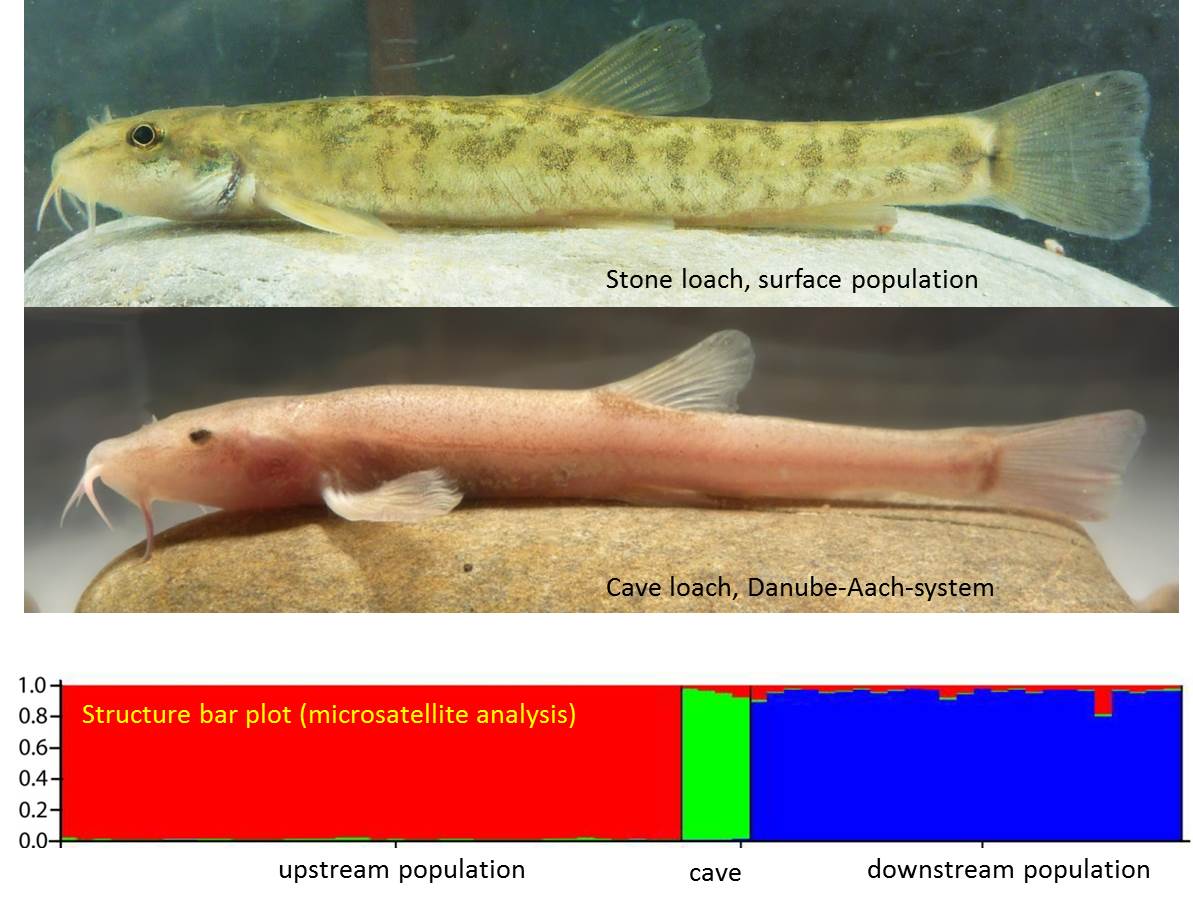 cave loaches differ in their outer appearance and are genetically distinct from surface populations