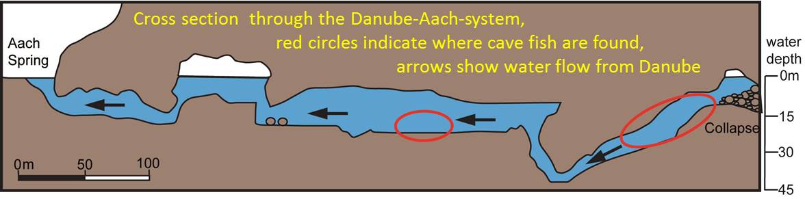 sample location for cave loaches